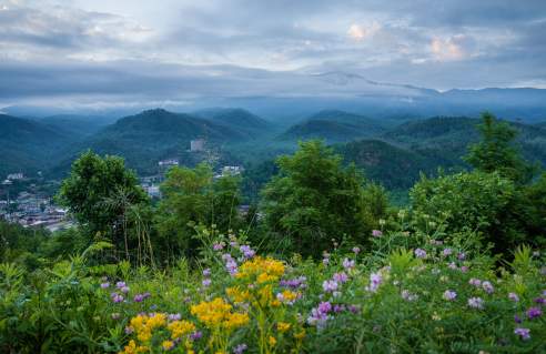 Smokies in Spring