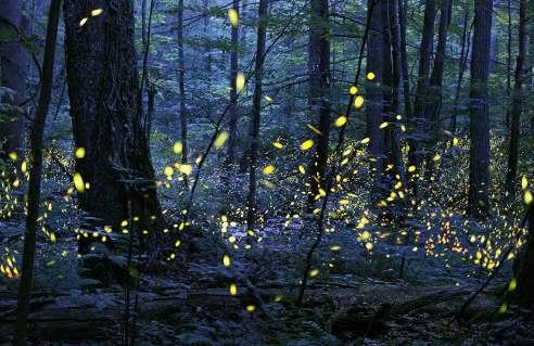 Synchronous_Fireflies_Elkmont_Photo-Credit-Radim-Schreiber-1024x677