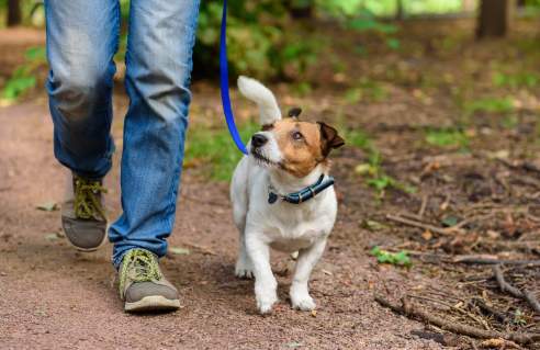 Dog on trail hiking