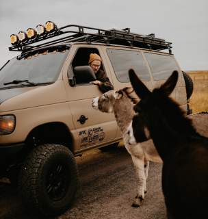 Man in Van with Donkeys around it
