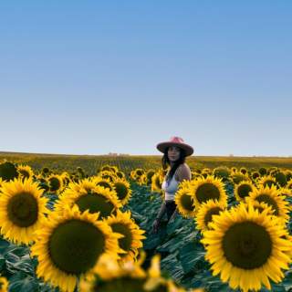 Wall-Sunflowers-Field