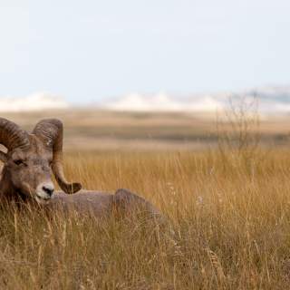 Black Hills Tour Company