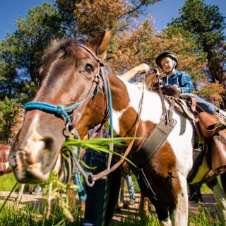 Horse-Horseback-Riding
