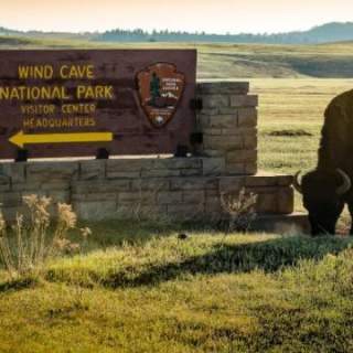 Wind-Cave-National-Park-Buffalo