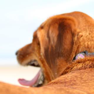 A Pet-Friendly Guide to North Carolina's Brunswick Islands