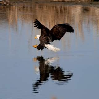 Eagle on the Farmington River