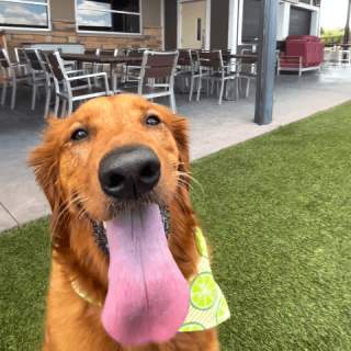 Paws & Patios: Dog-Friendly Patios in Denison, Texas