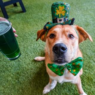 Celebrate St. Patrick's Day the Des Moines Way