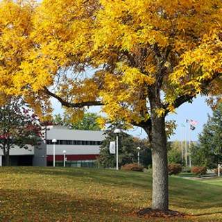 campus with yellow tree
