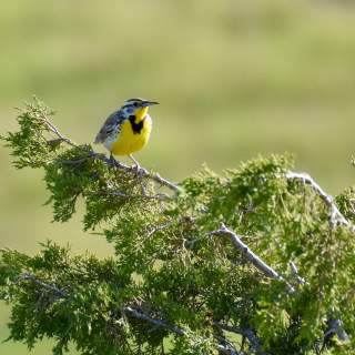 Western meadowlark on evergreen branch