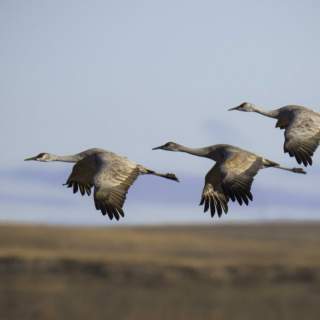 Teri Elmshaeuser cranes