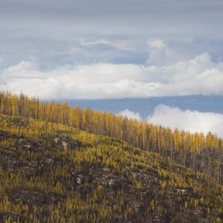 Golden Larch Season is a Photographer's Dream