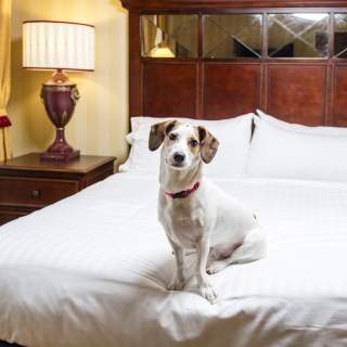 dog on a bed in a pet friendly hotel in mobile