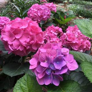 15 Enchanting Photos of Mobile in Bloom