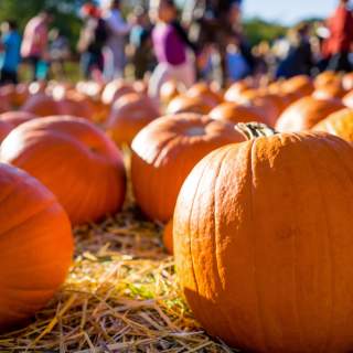 Fall in Love with Mobile this October