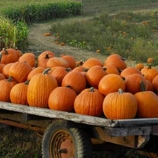 For the Love of Pumpkins: Pumpkin Patches in Mobile, AL.