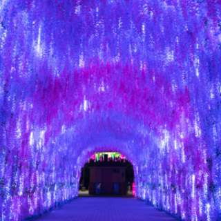 Know Before You Go: Gulf Coast Chinese Lantern Festival at Bellingrath Gardens & Home