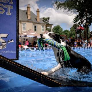 DockDogs