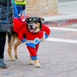 Tips for Attending Howl-O-Ween