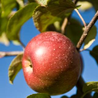 PYOF (Pick Your Own Fruit) — The Best Places in RI