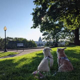Your Dog-Friendly Guide To Providence, RI