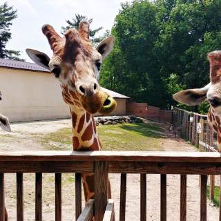 zoo