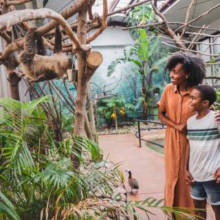 Elmwood Park Zoo Sloth