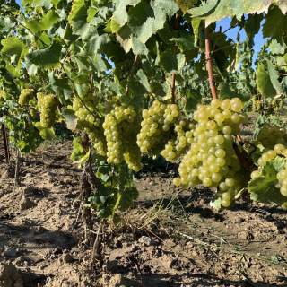 Stonebridge Winery