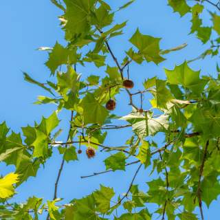 Leaf and Learn