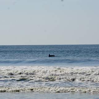 Decoding Dolphin Behavior