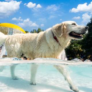 Dog Day Afternoon: Mount Pleasant