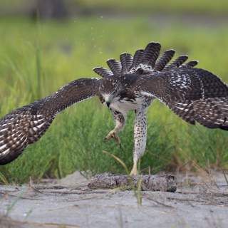 Junior Naturalist: Feathered Friends