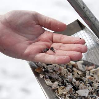 Shark Tooth Sleuthing