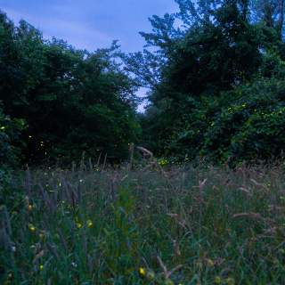 Signals in the Dark: A Firefly Story