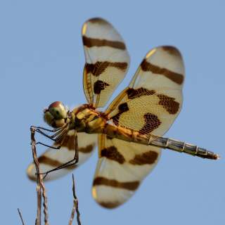 Junior Naturalist: Insect Safari