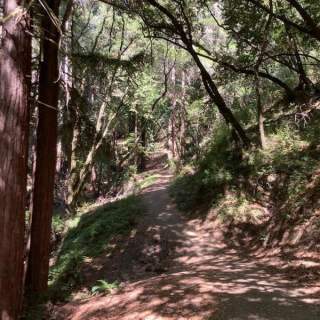 Tan Oak Trail, Upper Miller Trail, and Meadow Loop