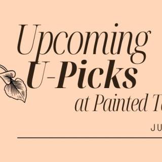 Rose & Flower U-Pick at Painted Table Farm