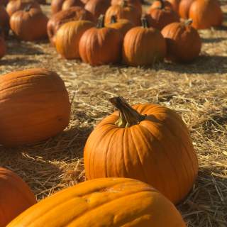Pumpkin Patch