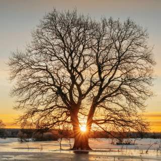 Winter Solstice Paint Party
