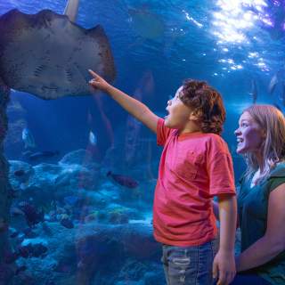 SEA LIFE Grapevine Aquarium