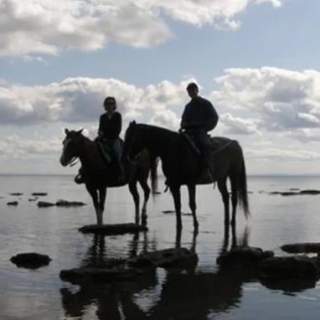 HorsePlay Niagara