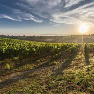 Villa Romana Estate Winery