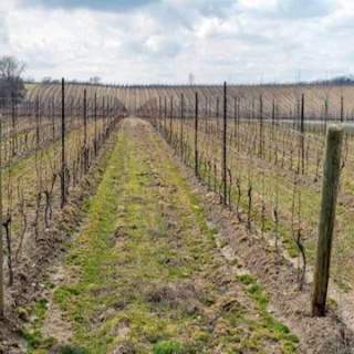 GreenLane Estate Winery