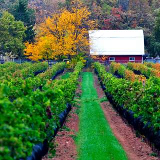 Icellars Estate Winery