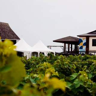 Inniskillin Wines