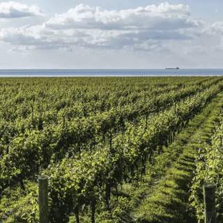 MW Cellars