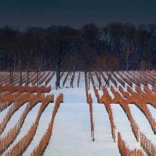 Icellars Estate Winery