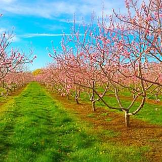 Sunnybrook Farm Estate Winery