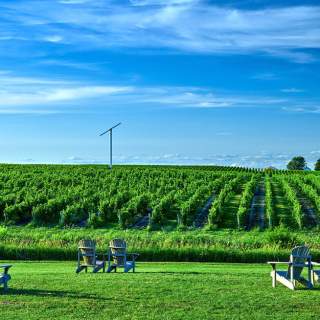 Westcott Vineyards