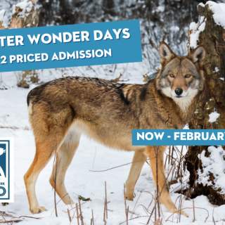 Winter Wonder Days - 1/2-Priced Admission
